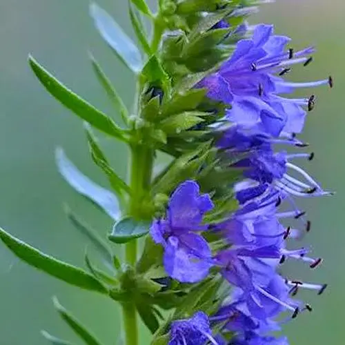 Гісоп лікарський "Caeruleus" (пряний аромат, використовують у кулінарії) (189441) 1 шт в упаковці - фото 1