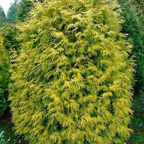 Туя западная Holmstrup yellow (горшок P9, 12-15 см) (187821) 1 саженец в упаковке - фото 1