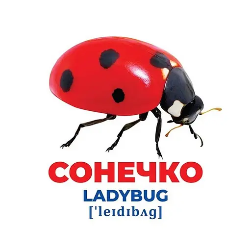 Набір розвиваючих карток Геній з пелюшок "Комахи" Ранок 10107199, 17 карток - фото 3