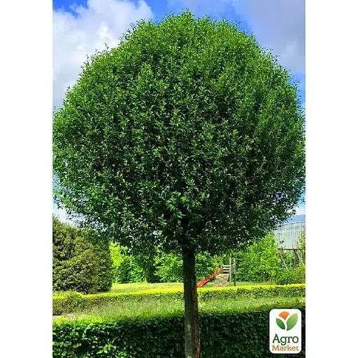 Вишня Куляста на штамбі (висота 1,5-1,8м) (168104) 1 саджанець в упаковці - фото 4