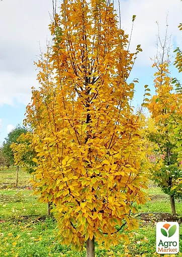 Граб обыкновенный "Fastigiata" С10 (180077) 1 саженец - фото 4