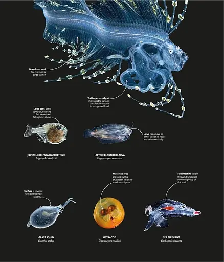 The Science of the Ocean. The Secrets of the Seas Revealed - фото 11