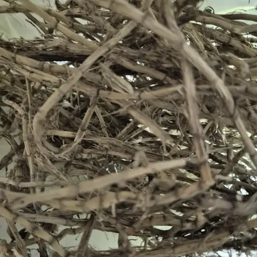 100 г осока корень сушеный, измельченный - свежий урожай