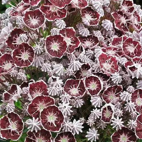 Кальмія latifolia "Merlin" (183589) 1 саженец - фото 1
