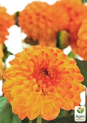 Жоржина "Souvenir Dete" (176116) 1 шт - фото 2