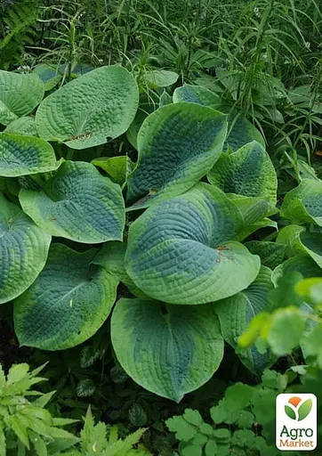 Хоста гибридная "Frances Williams" С3 (181341) 1 саженец - фото 2