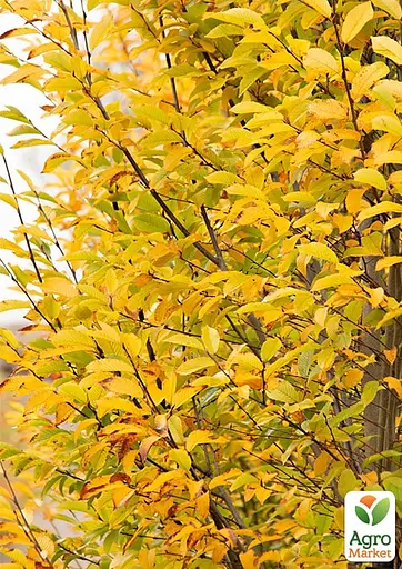 Граб обыкновенный "Fastigiata" С10 (180077) 1 саженец - фото 5