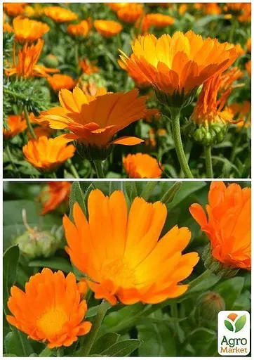 Календула "Врачебная" Весна 3г (22421) - фото 3