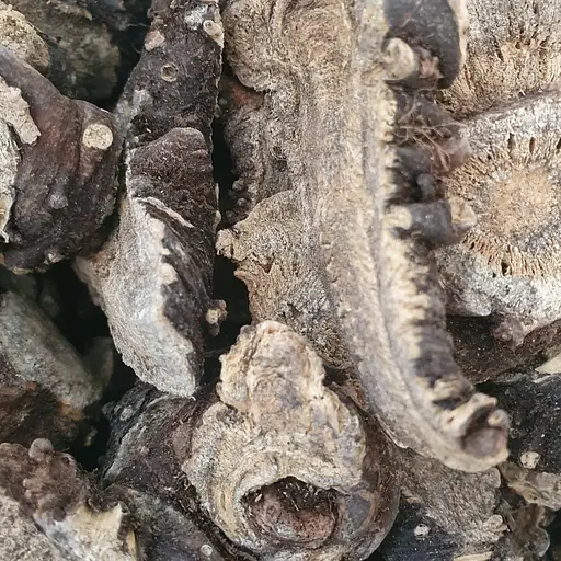 100 г ферула джунгарская/омик/адамов корень сушеный - свежий урожай