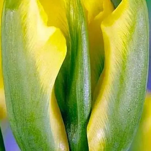 Тюльпан "Formosa" (лилиевидный) (99952) 2 шт - фото 1