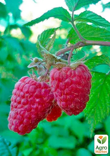 Малина Agro-Market "Маросейка" (ранний срок созревания, высокоурожайный и бесшипый сорт) 1-летний саженец (189536) 1 шт в упаковке - фото 3