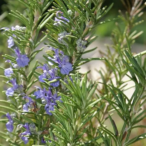 Розмарин лекарственный "Speedy", С2 (идеальный в кулинарии, обладает тонизирующими свойствами) (189783) 1 саженец в упаковке - фото 1