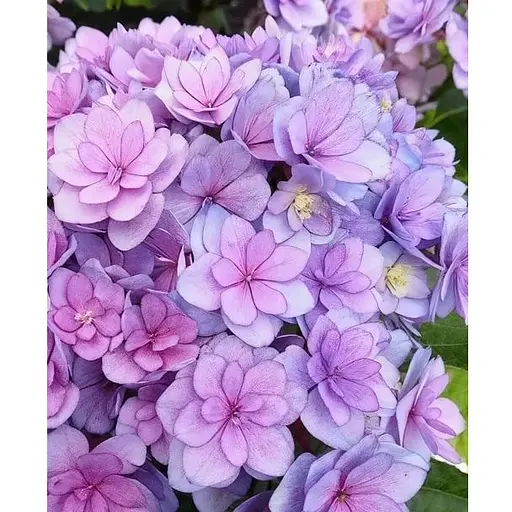 Гортензия крупнолистая 2-летняя "You & Me Together" высота саженца 25-45см (186188) 1 саженец - фото 1