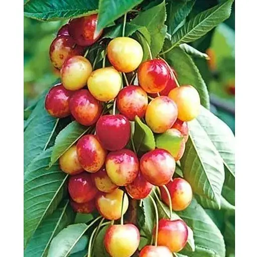 Черешня колоноподібна рожева "Сабрина" укорінена в контейнері (саджанець 2 роки) (153089) 1 саджанець в упаковке - фото 1