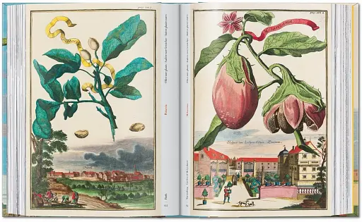 J. C. Volkamer. The Book of Citrus Fruits. 45th Edition - фото 11