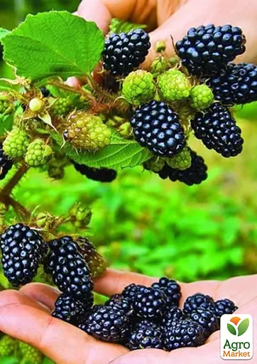 Ежевика среднепоздняя Agro-Market "Агавам" (выносливый и неприхотливый сорт американской селекции) (189674) 1 саженец в упаковке - фото 2