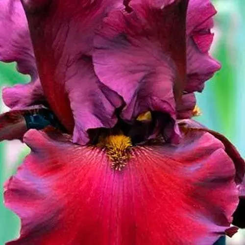 Ирис бородатый крупноцветковый "Dinamit" 1 шт (41114) - фото 1