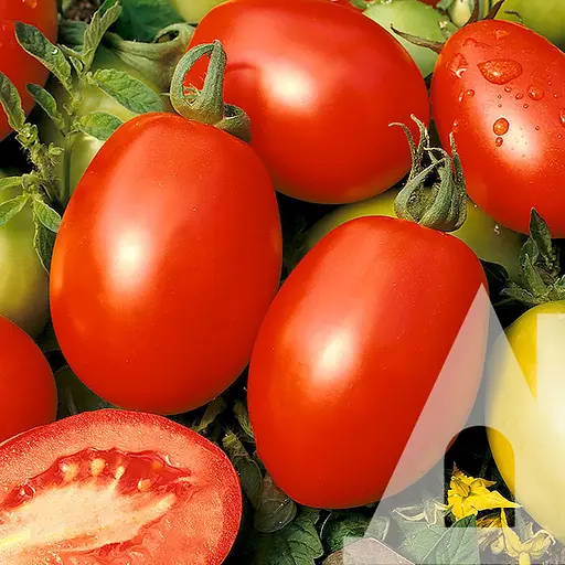 Томат Садиба Ріо Фуєго 0.5 г 