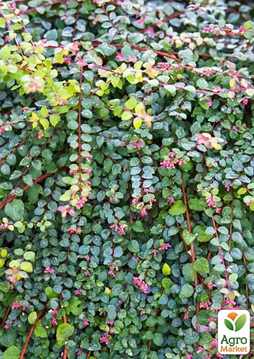 Снегоягодник Шено "Hancock" С2 (187656) 1 саженец - фото 3