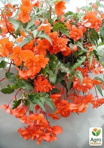 Бегонія Agro-Market мікс з 3-х сортів Віра (Faith) 3шт в комплекті (45734) - фото 4
