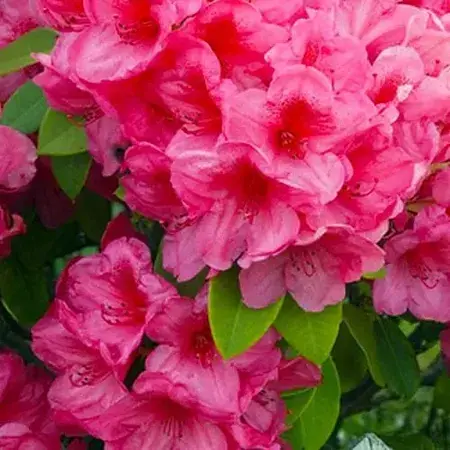 Рододендрон Agro-Market Kermesina Rose рожевий 1 саджанець в упаковці (25759) - фото 1