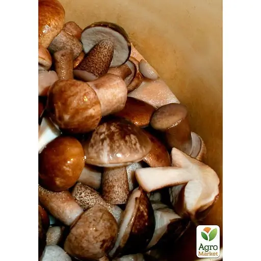 Міцелій на дубових брусочках "Шиитаке RL-7" 10шт (45303) - фото 2