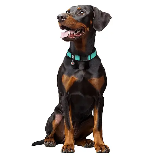 Ошейник для собак водостойкий Waudog Magnet с QR-паспортом магнитная пряжка-фастекс L Ш 25 мм Д 34-49 см тиффани - фото 3