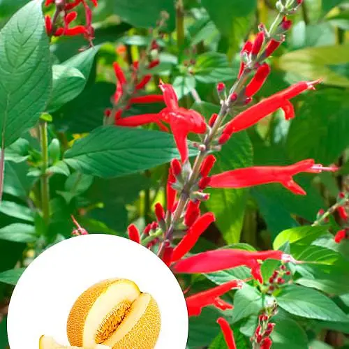 Шавлія блискуча "Elegans Mello" (186532) 1 саженец - фото 2