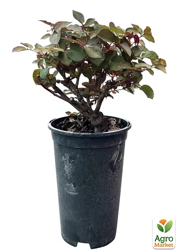 Роза в контейнере чайно-гибридная "Beverly" (саженец класса АА+) (185747) 1 саженец - фото 2