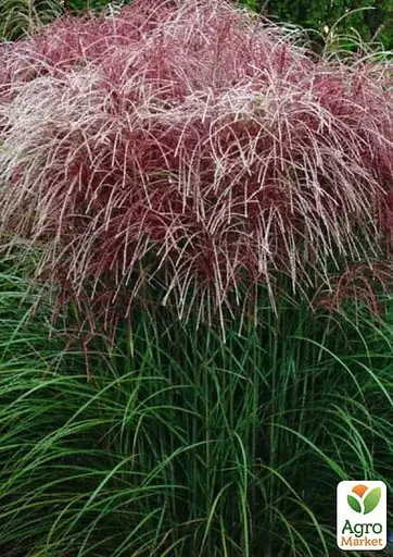Міскантус китайський Rotfeder С1.5 (182229) 1 саженец - фото 3