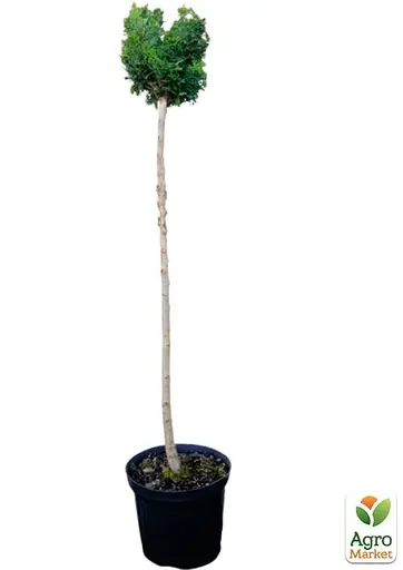 Кипарисовик на штамбе "Tonia" С5 высота 80-90см (116505) 1 саженец - фото 3