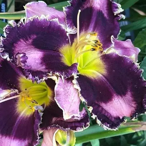 Лілійник "Got Attitude" (181037) 1 шт - фото 1