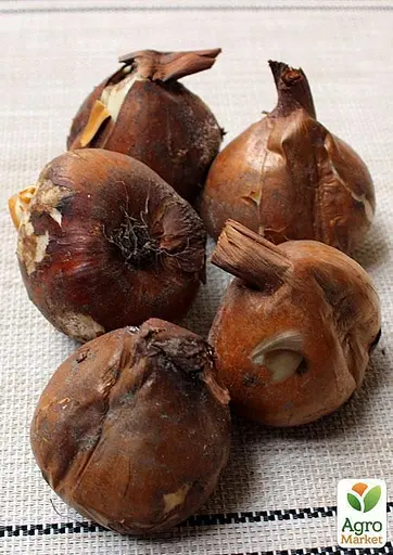 Колхикум "Giant" 1 шт (17303) - фото 2