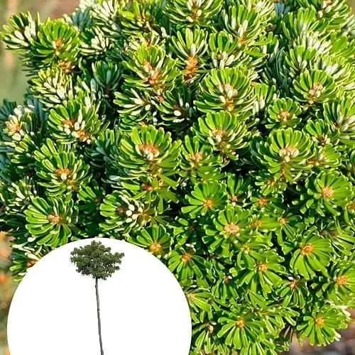 Ялиця корейська Agro-Market на штамбі Kristallkugel С7.5 висота 40-50см діаметр крони 15-20 см 175173 1 саджанець в упаковці - фото 1