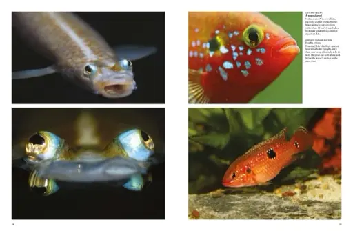 Tropical Fish: From Stingrays to Clown Fish - фото 5