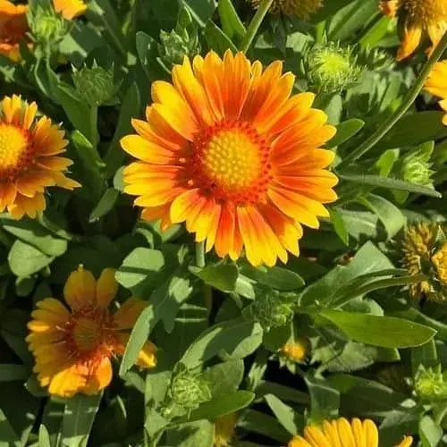 Гайлардія гібридна "Arizona Apricot" вазон С2 (183704) 1 саженец - фото 1