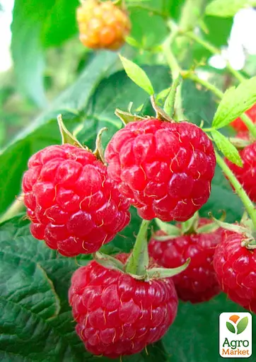 Малина Agro-Market "Новокитаевская" (ранний срок созревания, высокоурожайный сорт) 1-летний саженец (189474) 1 шт в упаковке - фото 2