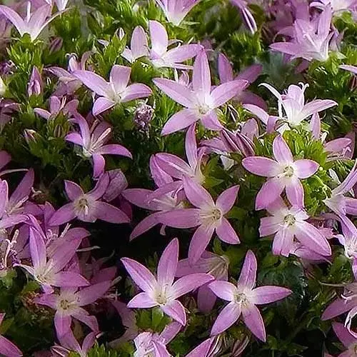 Компано "Adansa Pink" (186432) 1 шт - фото 1