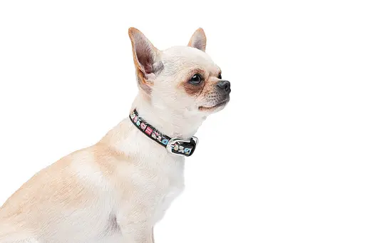 Нашийник для собак шкіряний Waudog Design з QR-паспортом "Пончики" XXS Ш 12 мм Д 18-24 см чорний - фото 7