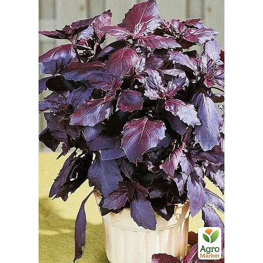 Базилік "Фіолетовий" (Зипер) ТМ "Весна" 1,5г (11923) - фото 2