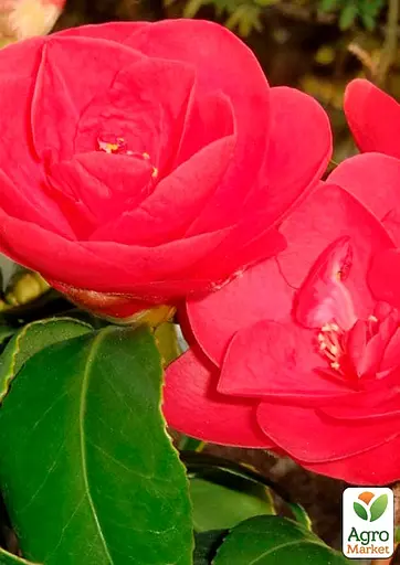Камелія японська "Mary Williams" (181743) 1 саженец Нідерланди - фото 4