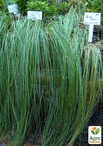 Ерагростіс "Blue Eros" вазон С1.5 (178087) 1 саджанець - фото 6