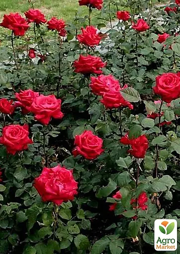 Роза в контейнере чайно-гибридная "Grande Amore" (садник класса АА+) (185750) 1 саженец - фото 3