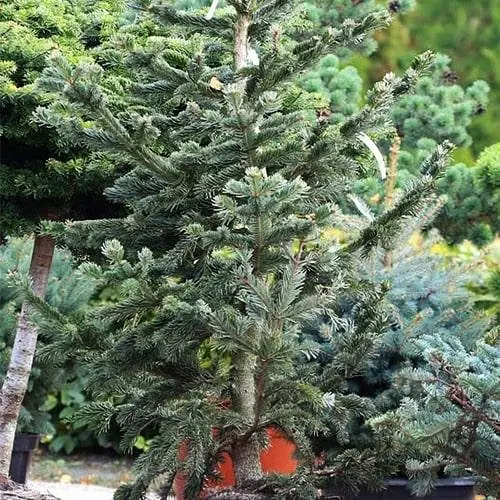 Пихта кавказская Agro-Market нордмана Robusta С12 высота 40-50 см 188147 1 саженец в упаковке - фото 1