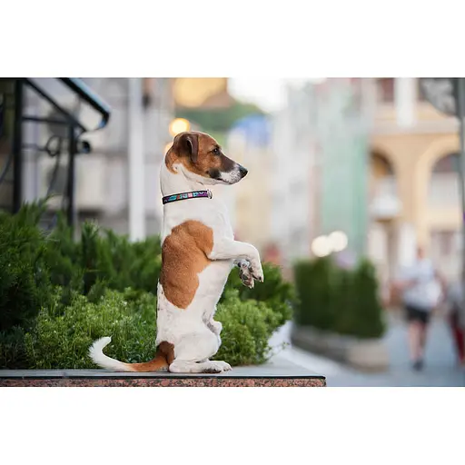 Нашийник для собак шкіряний Waudog Design з QR-паспортом "Літо" XS Ш 12 мм Д 20-28 см чорний - фото 7