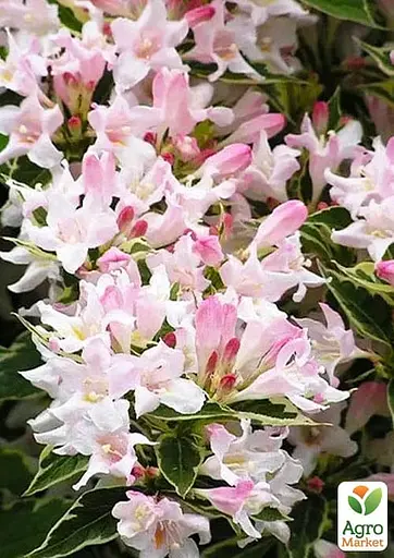 Вейгела 3-х річна "Splendid" С3 висота 80-100см (182503) 1 саженец - фото 3