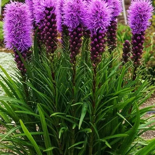 Лиатрис колосковый Kobold вазон С2 1 саженец (187721) - фото 2