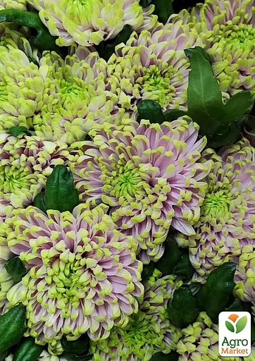 Хризантема "Woodstock Pink" (низькоросла великоквіткова) (189680) 1 саженец - фото 2