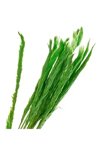 Пампасна трава Зелена, стабілізована (8213-038) 70 см Elisey   - фото 2