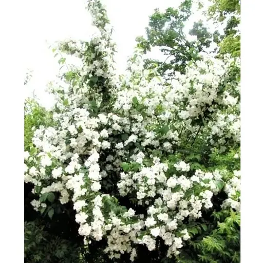 Жасмин гібридний садовий (чубушник) "Bouquet Blanc" С2 (175126) 1 саженец - фото 1